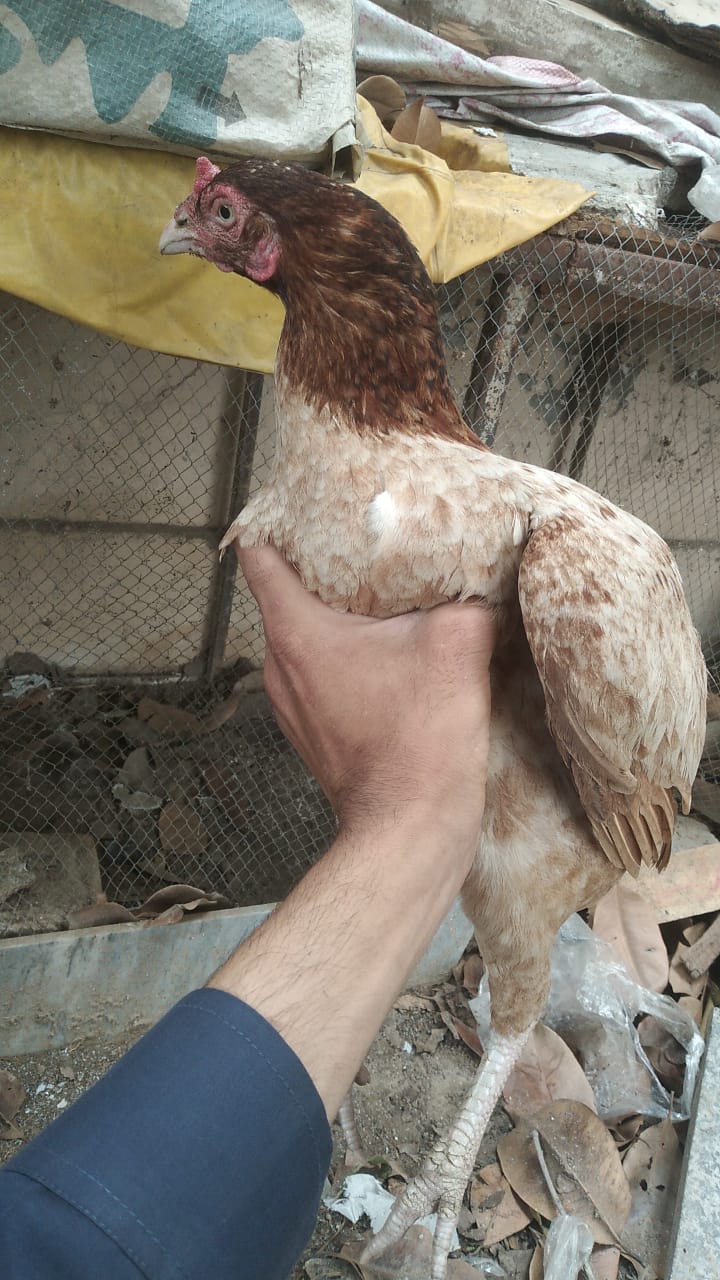 Hens for sale