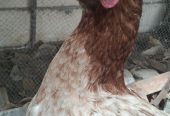 Hens for sale