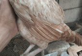 Hens for sale