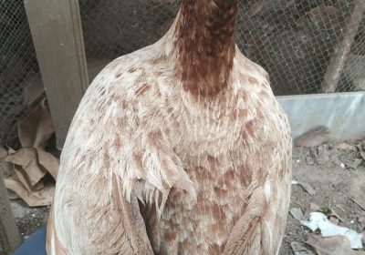 WhatsApp-Image-2025-05-09-at-11.26.10-AM