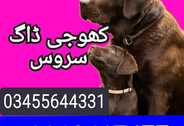 Army dog center 03010417477