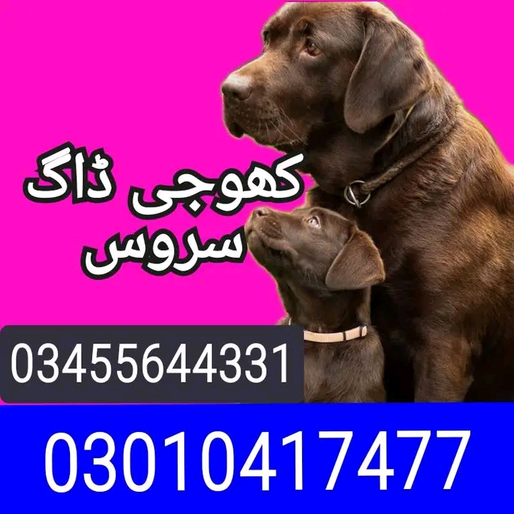 Army dog center 03455644331