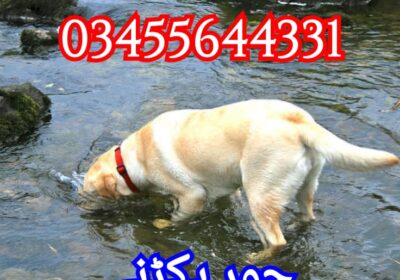 1000005618
