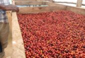 Green Coffee beans (Arabica Coffee) Grade: AA, A, and AB+27719755564