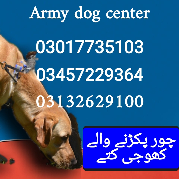 Army dog center 03336974100