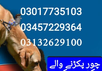 IMG-20251105-WA0003-2