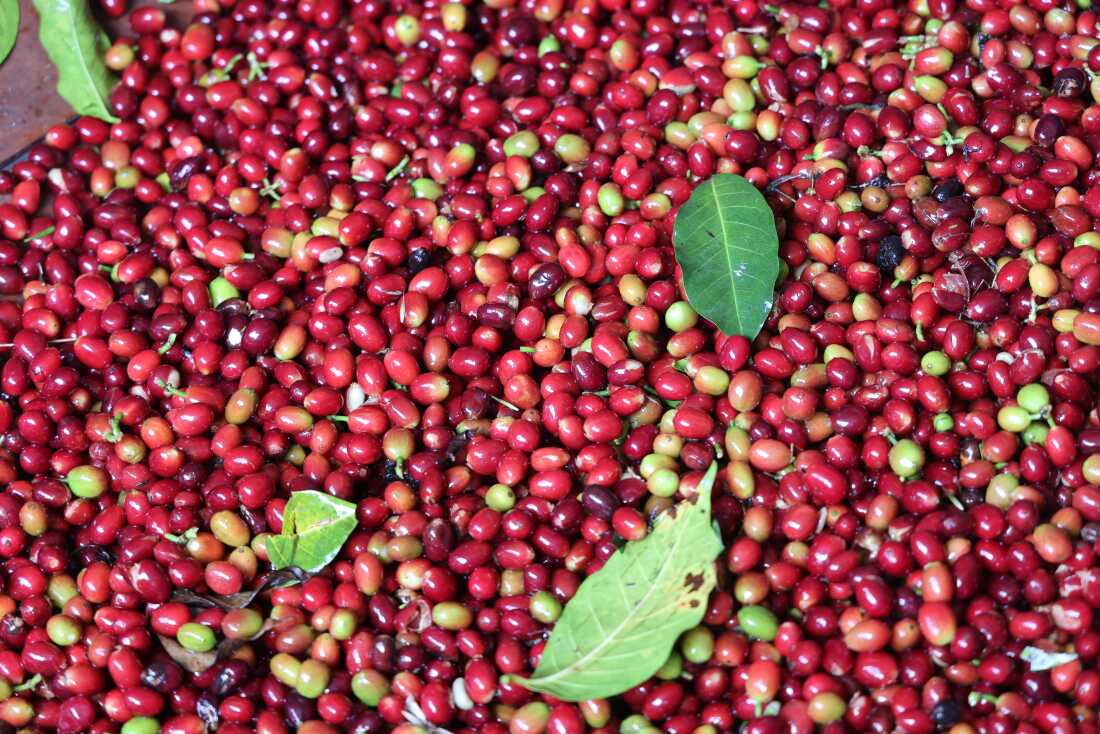 Coffee producer +256790560642 organic, Robusta coffee farm