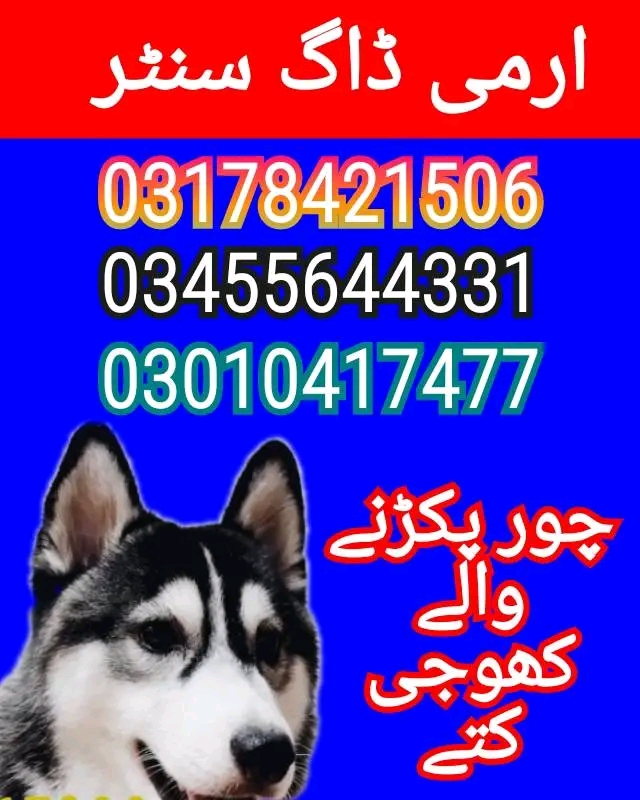 Army dog center 03010417477 1
Army dog center