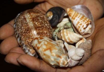 medium.WITCHCRAFT-4.jpeg.00ecbea234503490a02d4e32ecddbb7c-4