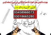 Army Dog Center Peshawar 03458966073