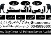 Army Dog Center Peshawar 03458966073