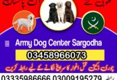 Army Dog Center Nowshera 03009195279 (khoji dogs)