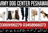 Army Dog Center Peshawar 03458966073