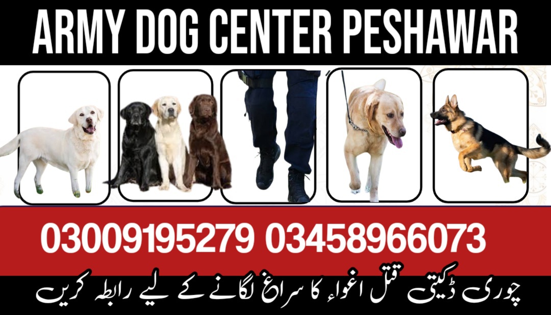 Army Dog Center Peshawar 03458966073