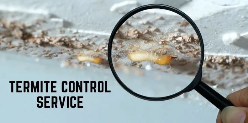 Termite Control Services In Karachi
