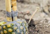The Best Powerful SpirItual Herbalist Native Doctor IN Nigeria+2348117855171