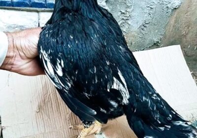 WhatsApp-Image-2026-03-07-at-10.23.23-AM