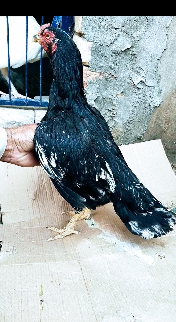 Lasani Maadi for sale