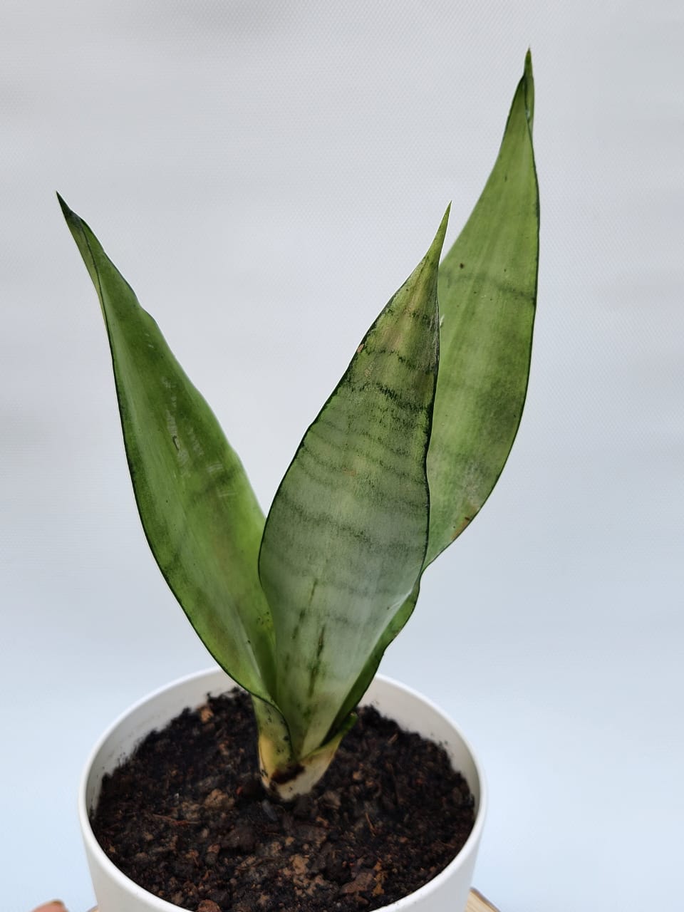 Get indoor plants. Inbox to order