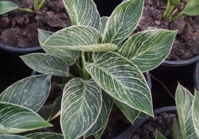 WhatsApp-Image-2026-03-24-at-2.48.43-PM