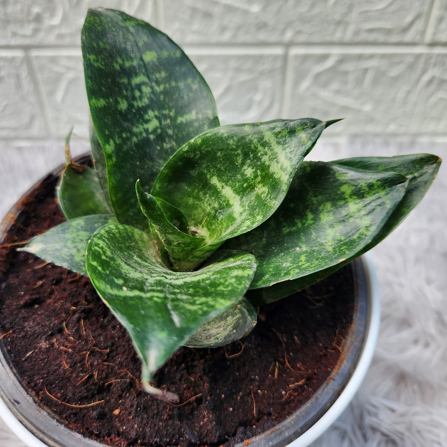 Get indoor plants. Inbox to order