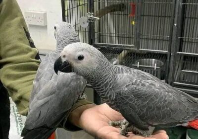 aFRICAN-GREY-PARROTS-1