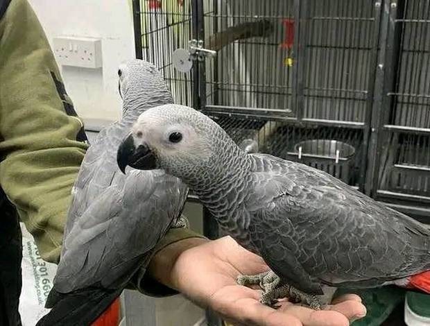 African grey parrots home