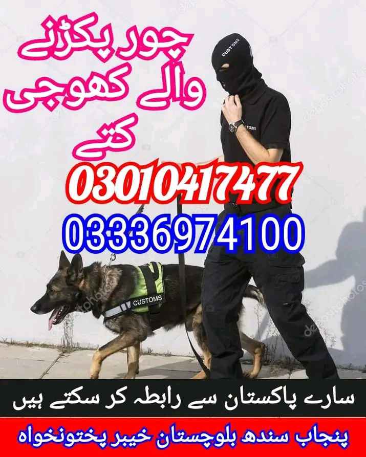 Army dog center kpk 03336974100
