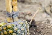 The Best Powerful SpirItual Herbalist Juju IN Nigeria+2349159450040