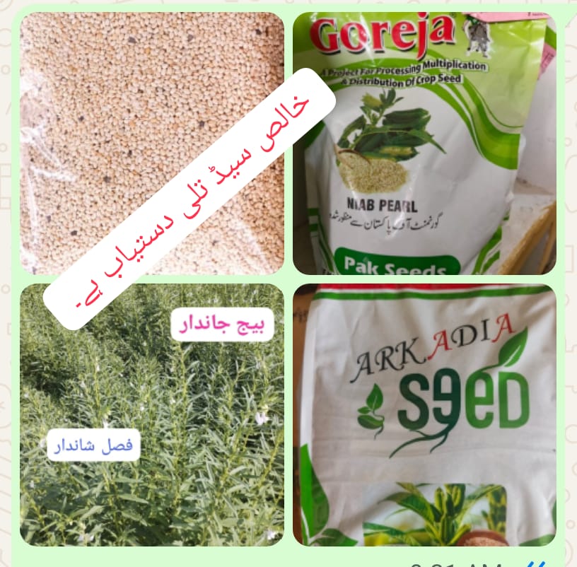 نمبر ون کوالٹی سیڈ تلی انتہائی مناسب ریٹ پر دستیاب ہے۔
