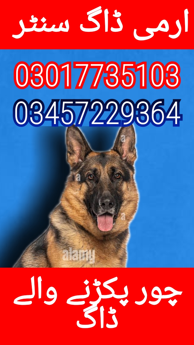 Army dog center 03457229364