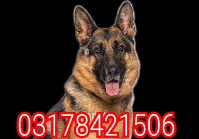 1781060474572-1