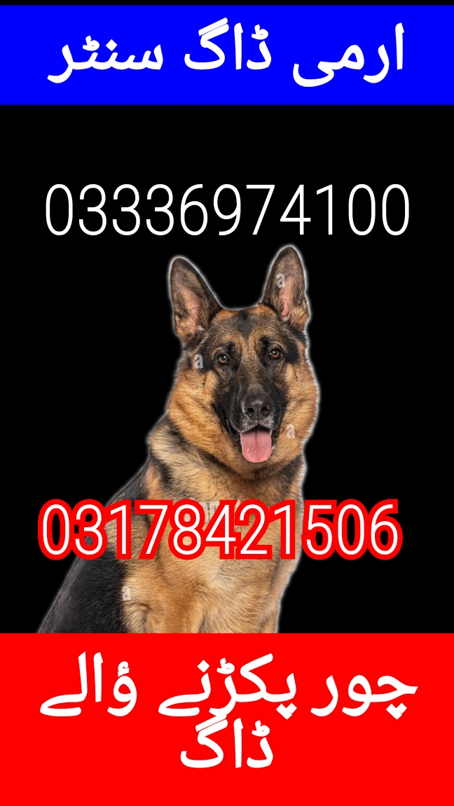Army dog center peshawar 03336974100