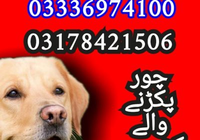 54643029429_444c176e8c_z