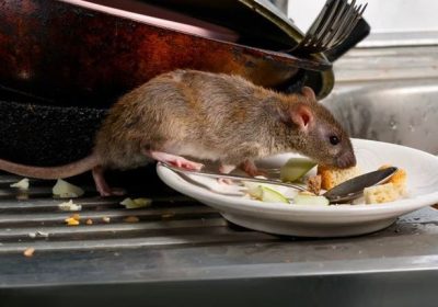 rodent-control