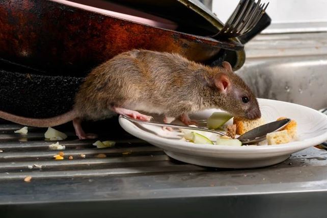 Rodent Control