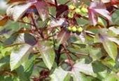 The most powerful spiritual herbalist in Nigeria+2348117409635