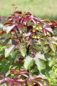 The most powerful spiritual herbalist in Nigeria+2348117409635