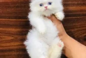 cash on delivery available Persian punch face cat kitten