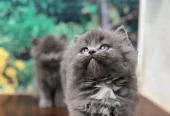 cash on delivery available Persian punch face cat kitten