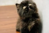 cash on delivery available Persian punch face cat kitten