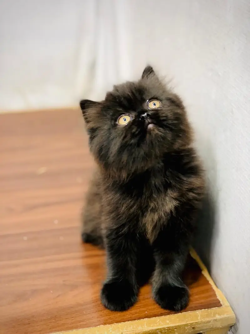 cash on delivery available Persian punch face cat kitten