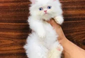 cash on delivery available Persian punch face cat kitten