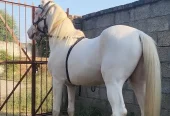 nukra wachera ghora pure blood line malik awan breed