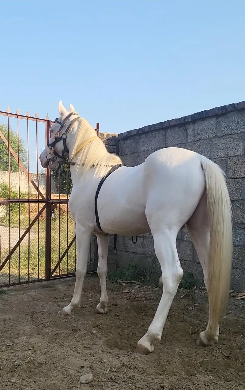 nukra wachera ghora pure blood line malik awan breed