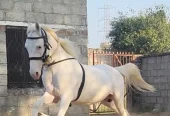 nukra wachera ghora pure blood line malik awan breed