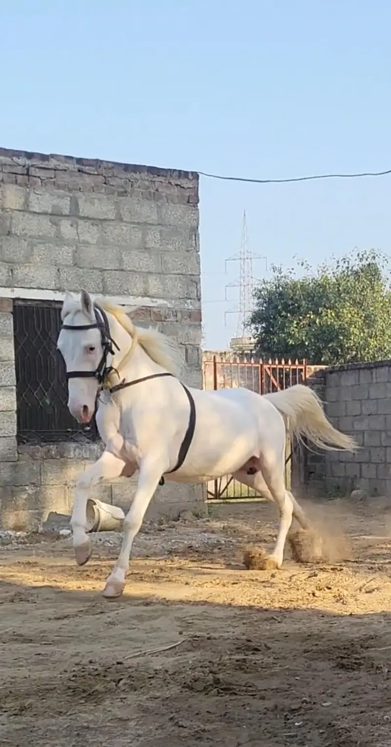 nukra wachera ghora pure blood line malik awan breed