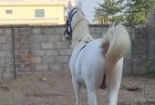 nukra wachera ghora pure blood line malik awan breed