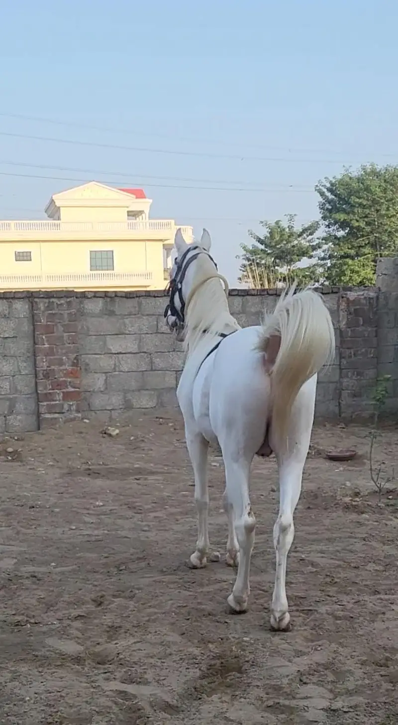 nukra wachera ghora pure blood line malik awan breed