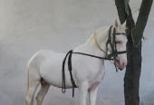 nukra wachera ghora pure blood line malik awan breed